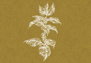 coffee botanical illustration