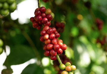 robusta coffee