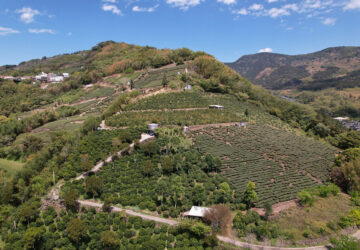 zou zhou yuan farm, in lalauya village of alishan taiwan coffee laboratory
